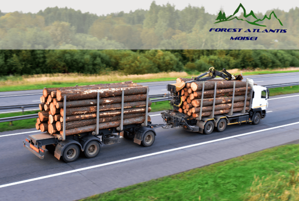 Soft de gestiune ERP pentru Forest Atlantis