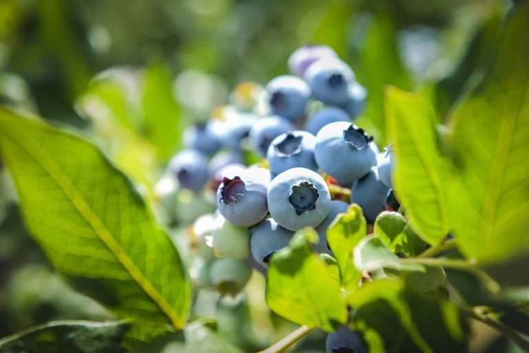 Bluettes Saveur: Control complet cu o soluție software pentru recoltare